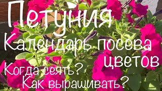 ПетунияСроки посева цветов на рассаду Рекомендации от PanAmerican Seed Singenta Flowers Benary [upl. by Hintze]