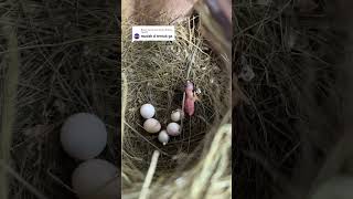 burung bird gouldamadine gouldianfinch gouldianbird ternakburung duniaburung finches [upl. by Onairam303]