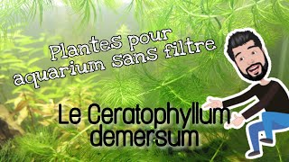 Les plantes pour aquarium sans filtre  Le Ceratophyllum demersum [upl. by Leikeze372]