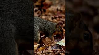 A Squirrel Burying Acorn Nuts squirrel squirrels animal animals [upl. by Stutzman]