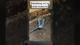 ito pala ang stick insect insect subscribe support like [upl. by Kennan]