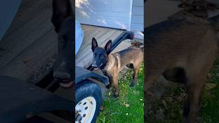 Trooper finds human muscle belgianmalinois workingdog searchandrescue [upl. by Lasyrc]