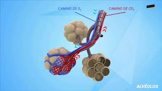 Sistema Respiratorio parte 2 Anatomía y Fisiología [upl. by Grantland]