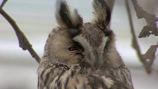 HORNUGGLA Longeared Owl Asio otus Klipp  3047 [upl. by Madeline102]