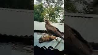 Highlight 000  356 from Eagle boy t is livebirds funny trending eagle live [upl. by Nhguaved]