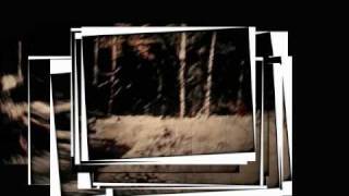 Early Frames of the Bigfoot PGF PattersonGimlin Film SlowedDown Version [upl. by Rhynd]