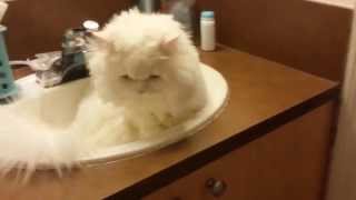 White Persian Cat [upl. by Constanta]