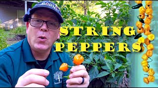 How to String amp Hang Dry Hot Peppers [upl. by Accebber]