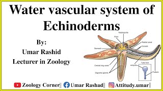 Water Vascular System of Echinoderms Urdu [upl. by Aihcila]