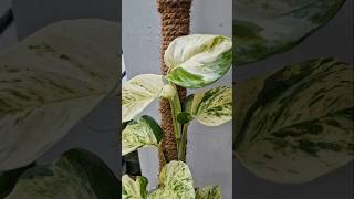 मनी प्लांट की देखभाल  Cleartips for money plant moneyplant gardening shorts pothos viralvideo [upl. by Endora]