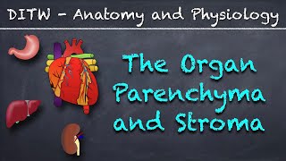 DITW  The Parenchyma and Stroma [upl. by Lucien]