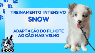 Adaptação do filhote ao cão mais velho  Dia 02  Treinamento Intensivo Snow [upl. by Iralav]