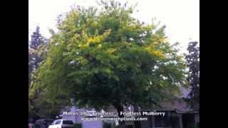 Morus alba Fruitless  Fruitless Mulberry [upl. by Elaine]