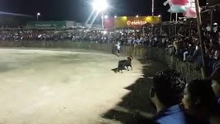 Toro el despreciado duelo de ganaderías motul 2018 [upl. by Higgins]