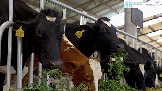 How do you feed your cows Do you know what feed rations are and what your cow needs [upl. by Hendrik]