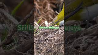 Endemic Birds  Sri Lanka asiancountry [upl. by Adnorehs]