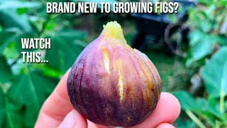 Brand New to Growing Figs Watch This [upl. by Starling]