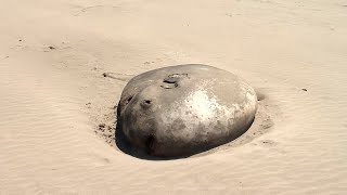 7foot hoodwinker sunfish washes ashore in Oregon [upl. by Wolfram11]