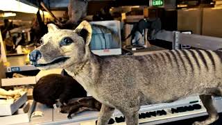 New Support for Some Extinct Tasmanian Tiger Sightings [upl. by Gert]