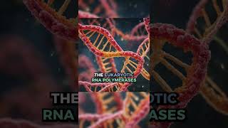 rRNA mRNA tRNA kingofthecurve kotc premedcollege medicalschool mcat study studentbiology [upl. by Rajiv]