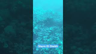 Schnorcheln in Sharm ElSheikh Ägypten vacation diving water love mustvisit africa fish [upl. by Layman944]