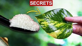 MY SECRETS TO BIG MONEY PLANT POTHOS  MONEY PLANT CARE TIPS  COMPLETE GUIDE [upl. by Ijat]