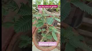 mimosa plantsChuiMuiplant shortsplants plantslover mimosaplantmovement mimosa chuimuiplant [upl. by Hisbe]