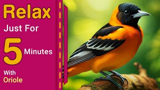 Relax just for 5 minutes with Oriole blend of serene music and birds sounds [upl. by Wyn]