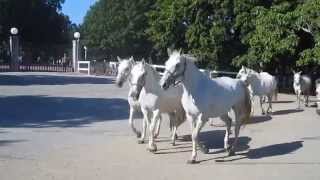 Lipizzaner horses Lipica Slovenia 1912 [upl. by Eizle]