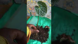 A quick anthurium propagation plants propagation shorts [upl. by Clorinda]