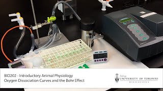 Oxygen Dissociation Effect of pH and PO2 [upl. by Enilemme76]