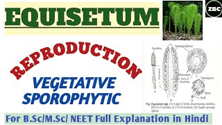 EQUISETUM Reproduction  Vegetative amp Sporophytic  BscMSc Botany Full Explanation  ZBC [upl. by Rramel]