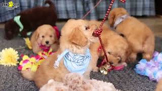 Adorable Mini Sheepadoodle Puppies [upl. by Rori]