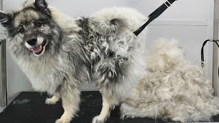 First groom in NINE years Four hour transformation on extremely matted Keeshond dog [upl. by Tyson615]