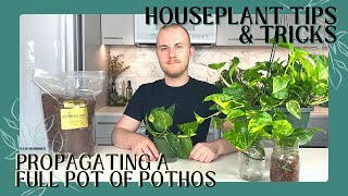 How To Propagate A Full Pot Of Pothos From One Vine  Houseplant Tips amp Tricks Ep 7 [upl. by Cozmo]