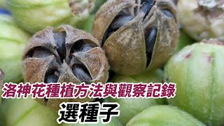 選種子與播種育苗洛神花種植方法與觀察記錄，洛神花的反季節栽種試驗（第一集秋季栽種篇），洛神花春季種植秋季收成，在有限的土地上能栽種兩收嗎？20231019 [upl. by Llejk645]