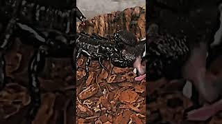 Goliath Birdeater vs Emperor Scorpion [upl. by Comethuauc]