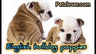 English Bulldog Puppies Cuteness Overload [upl. by Ennovoj]