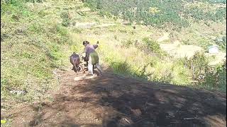 Rural Village ladies farmer very simple life 😩ruralarea mountainvillagelife poorvillagelife [upl. by Burkhardt]