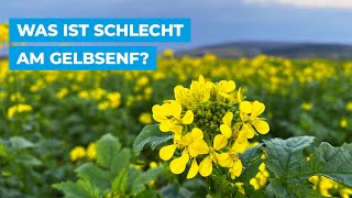 Was ist schlecht am Gelbsenf [upl. by Hnilym]