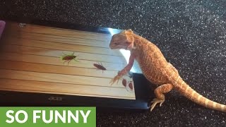 Bearded Dragon successfully plays game on tablet [upl. by Schonfield]