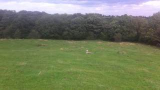 Albidus Siberian Goshawk training [upl. by Rodolph]