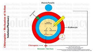 Antimalarial Drugs  Chloroquine Mechanism of Action With Animation  Chloroquine MOA in Malaria [upl. by Omero]