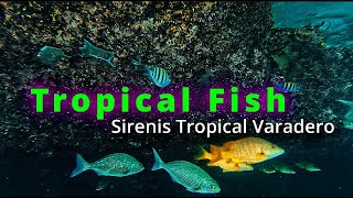 TROPICAL FISH Snorkeling around the Coral Outcrop Sirenis Tropical Varadero Cuba  Jan 2024 4K [upl. by Chill483]