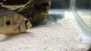 my gymnogeophagus balzanii breeding dave [upl. by Niatsirk]