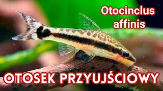 OTOSEK PRZYUJŚCIOWY  Otocinclus affinis  Ryba która najlepiej zjada GLONY [upl. by Selina683]