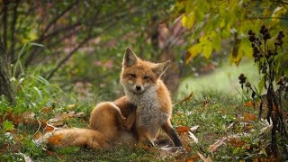 What is todays animal topic you guessed it red foxs [upl. by Sulokcin]