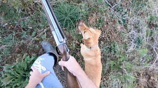 Upland Game Bird Hunting 2023 Waikato NZ [upl. by Mehalek]