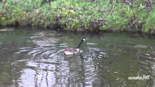 Geese Honking [upl. by Goldberg]