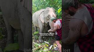 Elephant Walks Free After 41 Years In Chains  The Dodo [upl. by Eiznekcm]